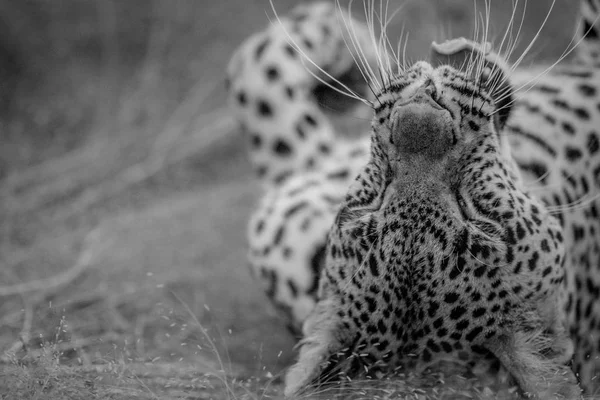 Крупный план самки леопарда, лежащей в траве . — стоковое фото