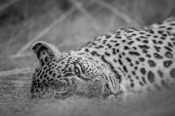 Крупный план самки леопарда, лежащей в траве . — стоковое фото