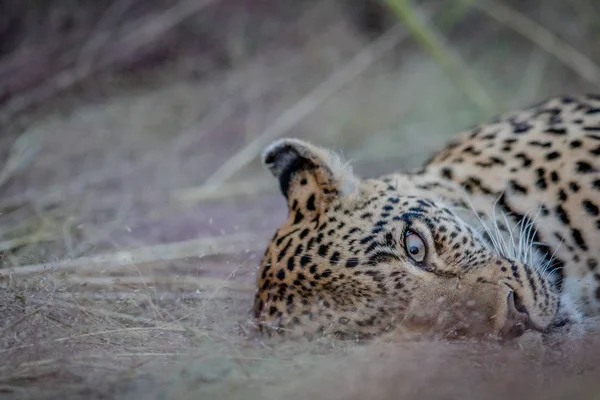 Close up van een vrouwelijke Luipaard in het gras leggen. — Stockfoto