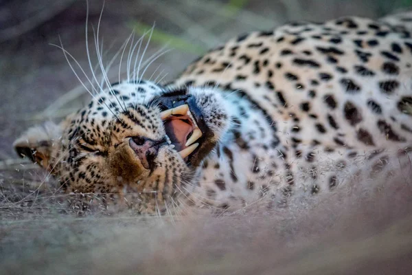 Θηλυκό Leopard καθορισμό και χασμουρητό. — Φωτογραφία Αρχείου