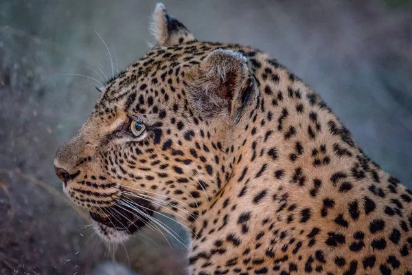 Perfil lateral de uma fêmea Leopardo . — Fotografia de Stock