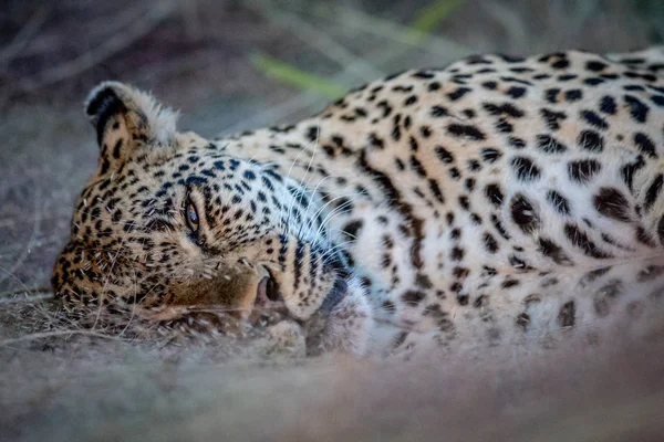 Zblízka ženské Leopard, kterým se v trávě. — Stock fotografie