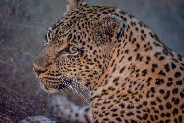 Perfil lateral de uma fêmea Leopardo . — Fotografia de Stock