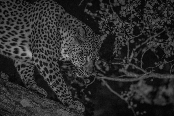 Female Leopard walking in a tree.
