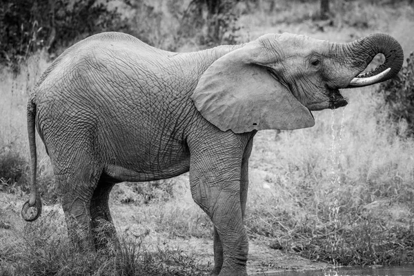 Elefante bebendo em uma barragem de água . — Fotografia de Stock