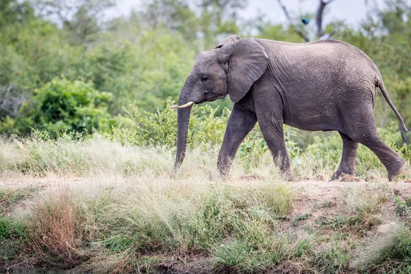 Elefante caminando en la hierba . — Foto de Stock