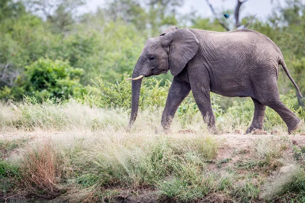 Elefante che cammina nell'erba . — Foto Stock