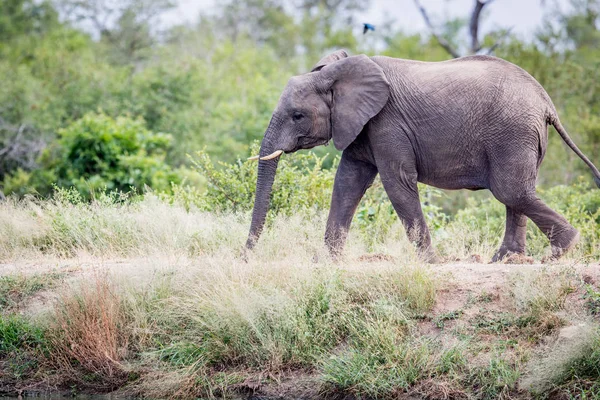 Elefante che cammina nell'erba . — Foto Stock