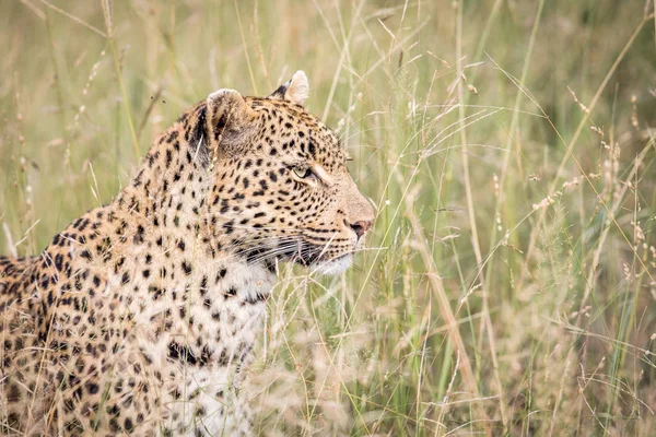 Perfil lateral de un leopardo en Kruger . — Foto de Stock