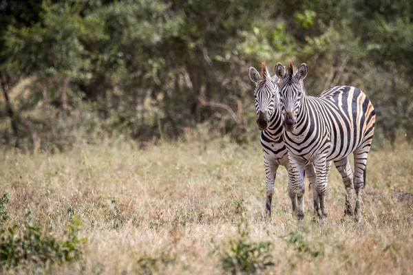 Zwei Zebras starren in die Kamera. — Stockfoto