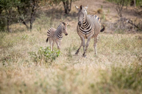 Bambino zebra e madre in piedi nell'erba . — Foto Stock