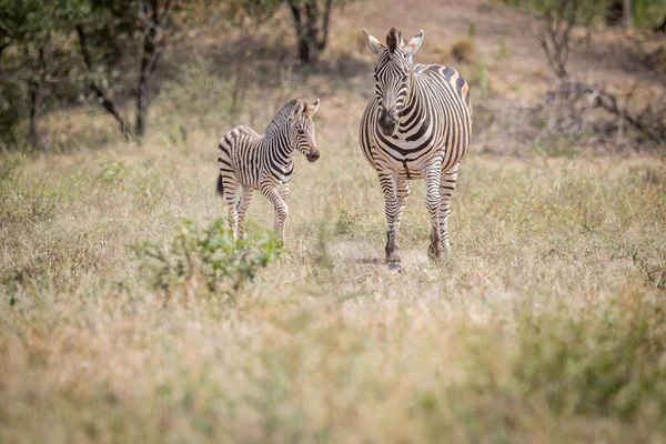 Bambino zebra e madre in piedi nell'erba . — Foto Stock