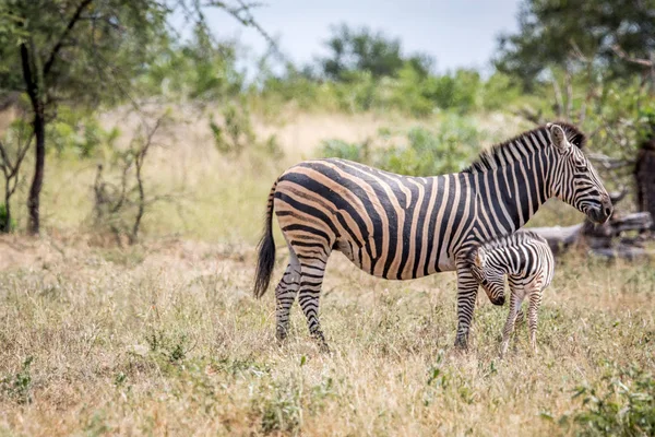 Klejenie Zebra dziecka z matką. — Zdjęcie stockowe