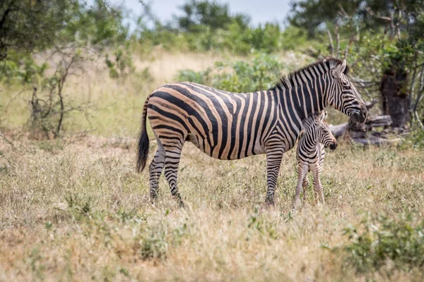 Baby Zebra binding met zijn moeder. — Stockfoto