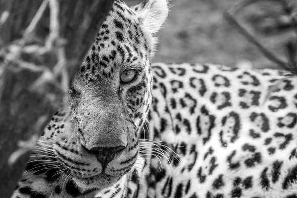Male Leopard starring at the camera. — Stock Photo, Image