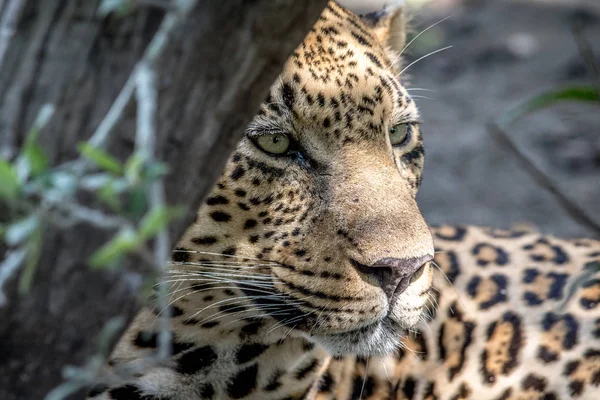 Profil boczny mężczyzna Leopard. — Zdjęcie stockowe