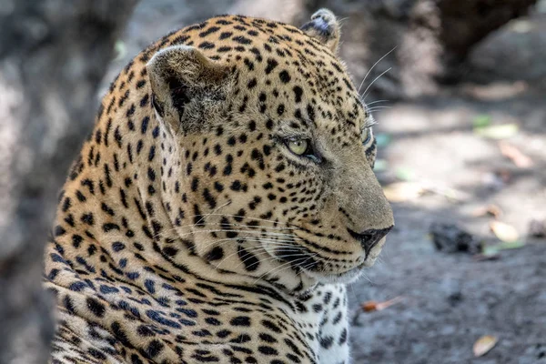 Profil boczny mężczyzna Leopard. — Zdjęcie stockowe