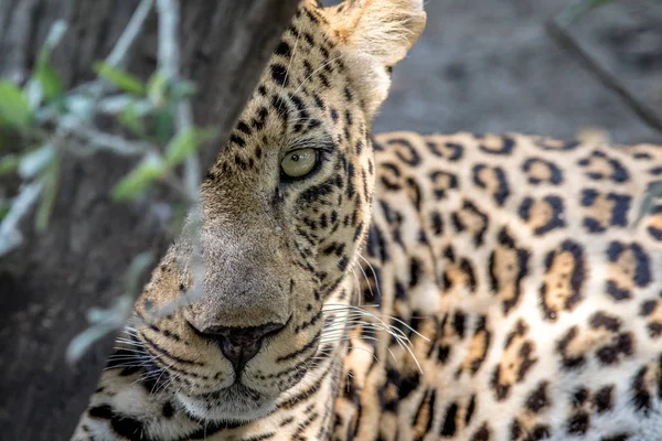 Leopardo Masculino estrelando a câmera . — Fotografia de Stock
