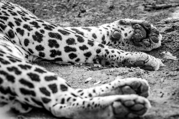 Close up of the paws of a male Leopard. — Stock Photo, Image