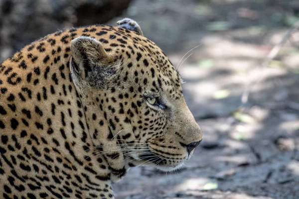 Perfil lateral de um leopardo macho . — Fotografia de Stock