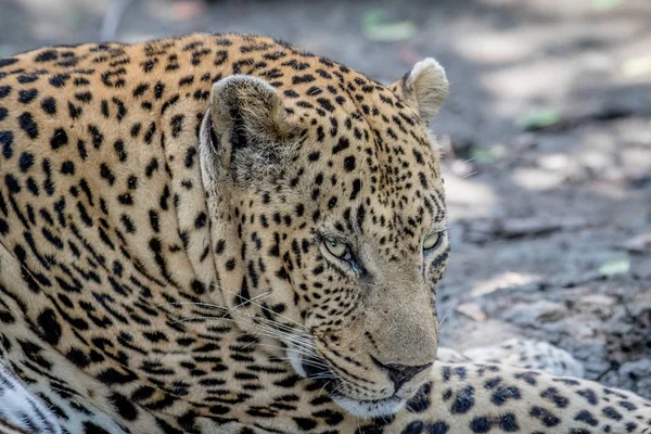 Side profile of a male Leopard.