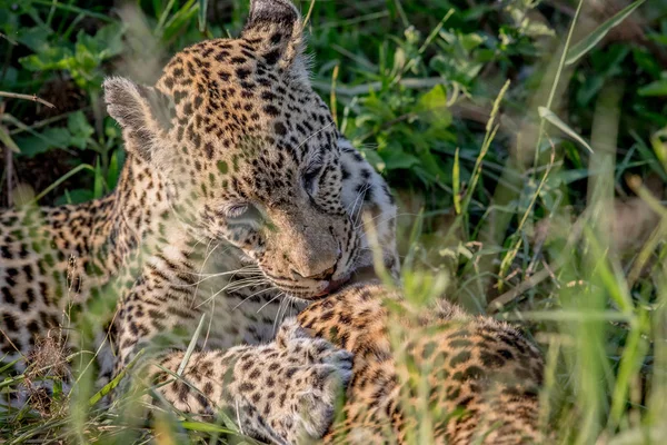 Leopard îngrijește un alt Leopard . — Fotografie, imagine de stoc