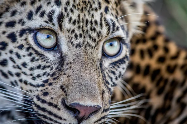 Genç bir leopar çehresini yakın çekim. — Stok fotoğraf