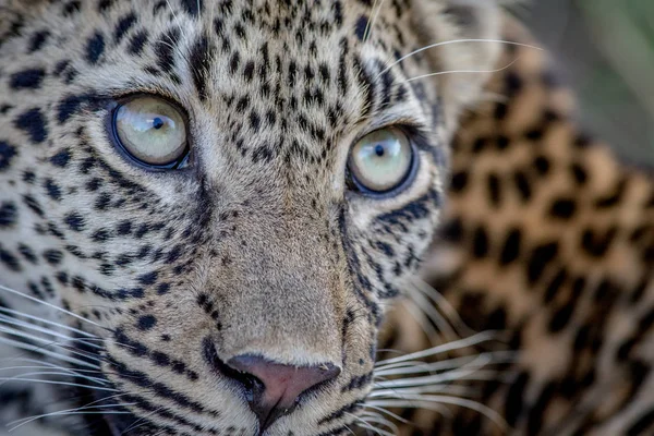 Primer plano de la cara de un joven leopardo . — Foto de Stock