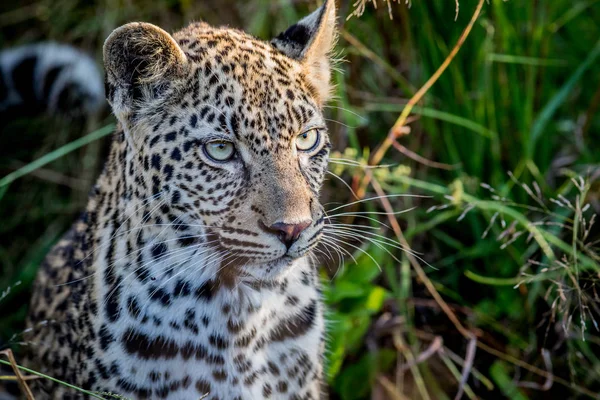 Giovane leopardo in guardia . — Foto Stock