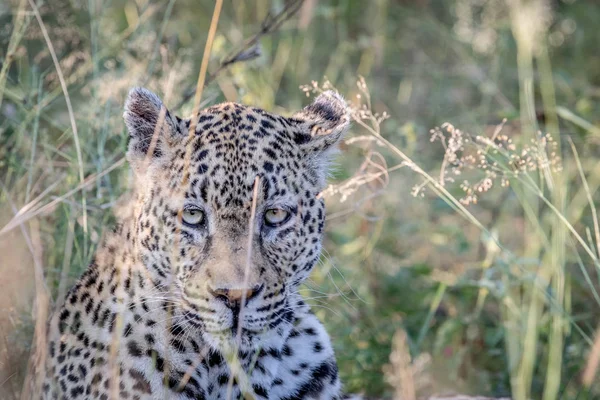 Leopardo estrelando entre a grama . — Fotografia de Stock