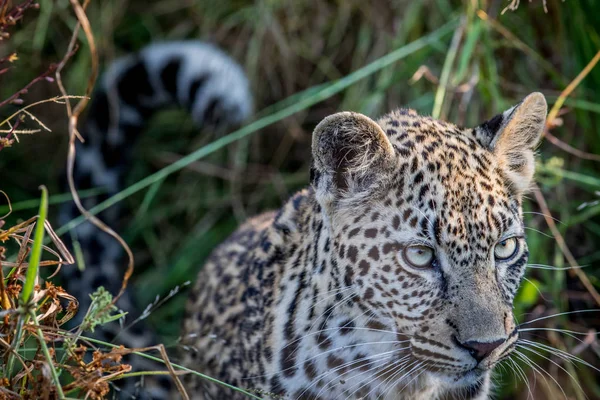 Young Leopard op zoek. — Stockfoto