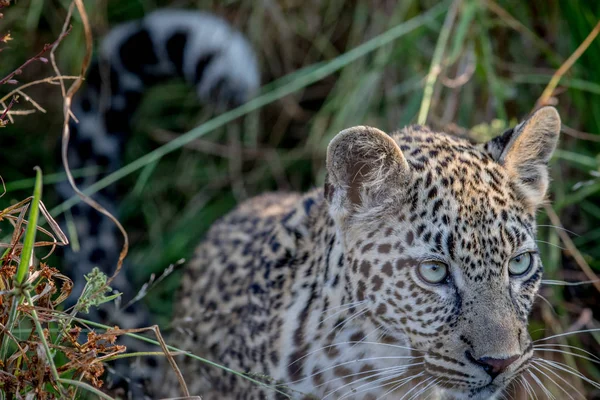 Young Leopard op zoek. — Stockfoto
