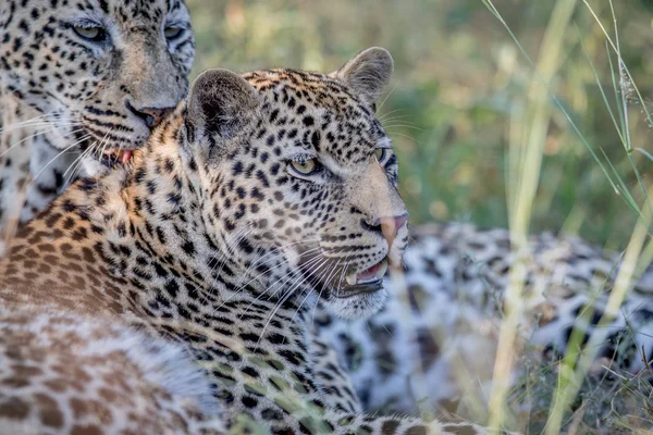 Deux léopards couchés dans l'herbe . — Photo