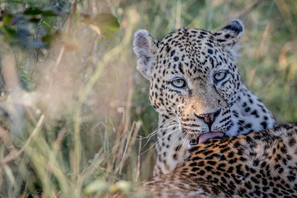 Het verzorgen van een andere Leopard Leopard. — Stockfoto