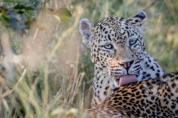 Leopard pflegt einen weiteren Leoparden. — Stockfoto