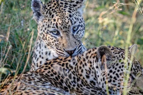 Het verzorgen van een andere Leopard Leopard. — Stockfoto