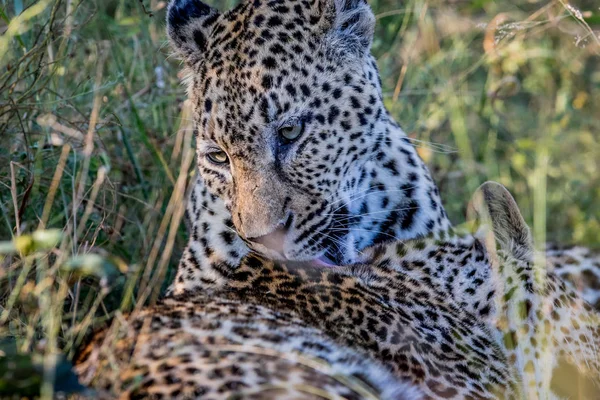 Leopardo preparando otro leopardo . — Foto de Stock