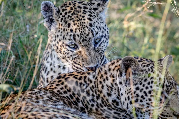 Başka bir leopar damat leopar. — Stok fotoğraf