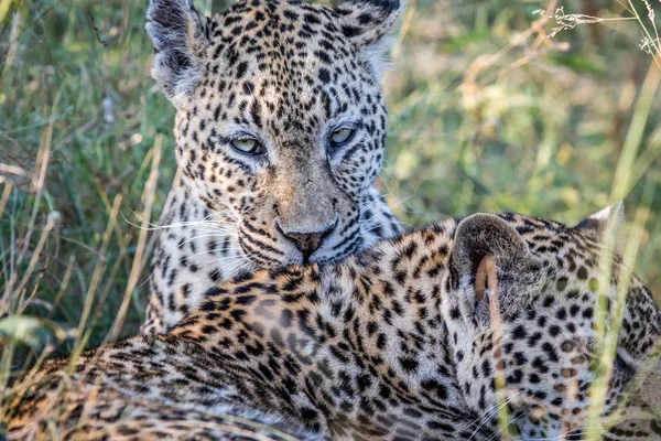 Başka bir leopar damat leopar. — Stok fotoğraf