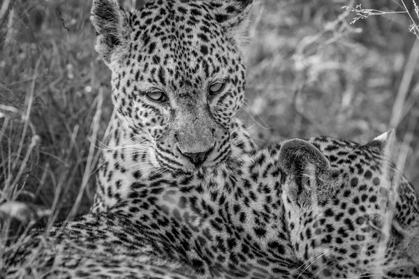 Het verzorgen van een andere Leopard Leopard. — Stockfoto