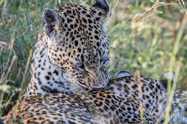 Leopard pflegt einen weiteren Leoparden. — Stockfoto