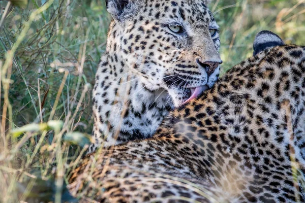 Başka bir leopar damat leopar. — Stok fotoğraf