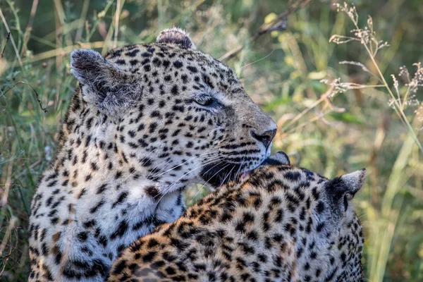 Het verzorgen van een andere Leopard Leopard. — Stockfoto