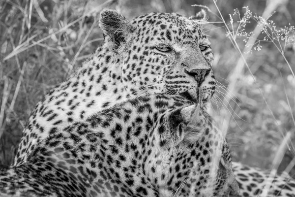 Het verzorgen van een andere Leopard Leopard. — Stockfoto