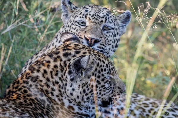 Leopard pflegt einen weiteren Leoparden. — Stockfoto