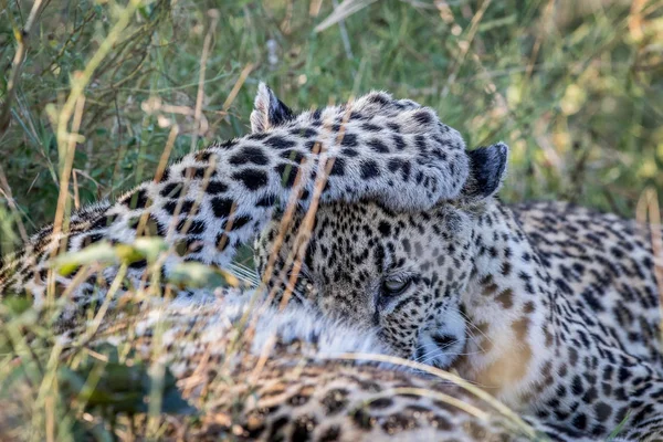 Leopard grooming en annan Leopard. — Stockfoto