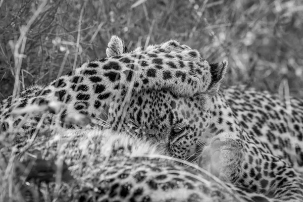 Başka bir leopar damat leopar. — Stok fotoğraf