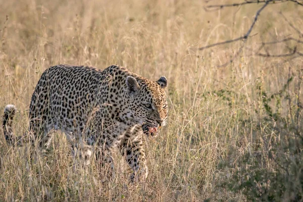 Леопард ходит по высокой траве . — стоковое фото