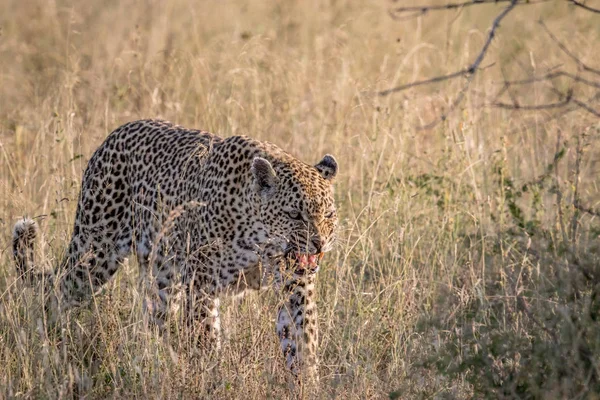 Leopardo andando na grama alta . — Fotografia de Stock