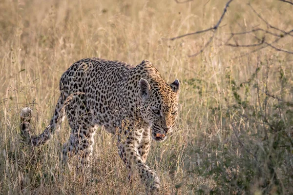 Leopardí chůzi ve vysoké trávě. — Stock fotografie